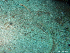 Corythoichthys schultzi (Schultzes Seenadel)